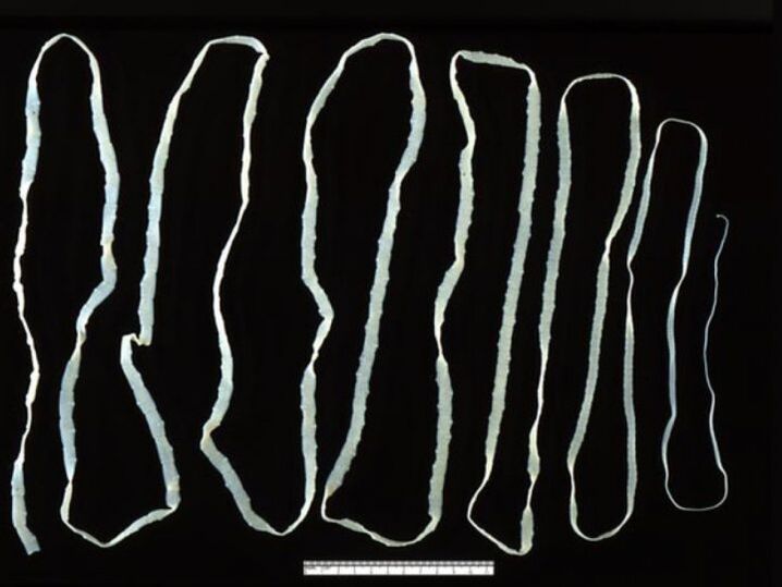 Cónico de touro