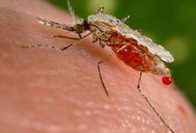 Ectoparasitos